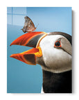 Atlantic Puffin Butterfly