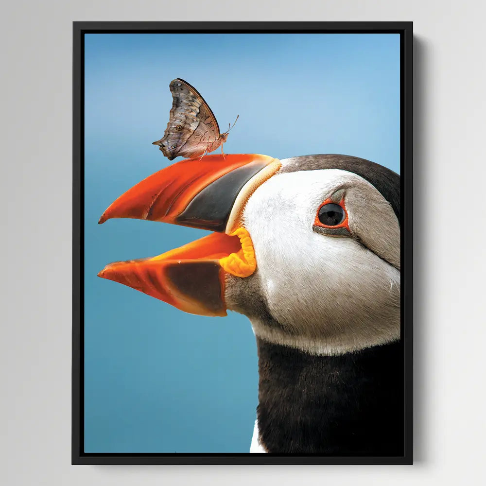 Atlantic Puffin Butterfly