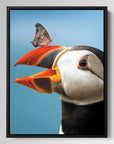 Atlantic Puffin Butterfly