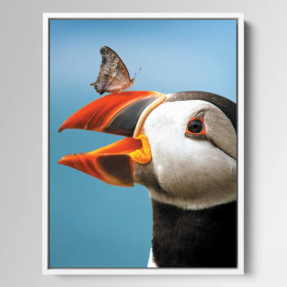 Atlantic Puffin Butterfly